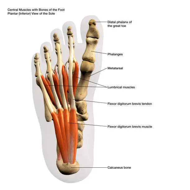 Central Muscles and Bones of Male Foot Plantar View of the Sole, Labeled Human Anatomy Diagram 3D Rendering on White Background