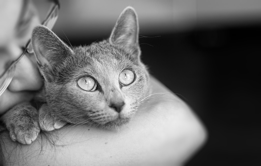 A girl is hugging a cat. Breed Russian Blue. B W photo