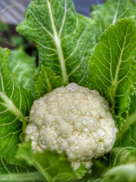 istock Green food 1267593023