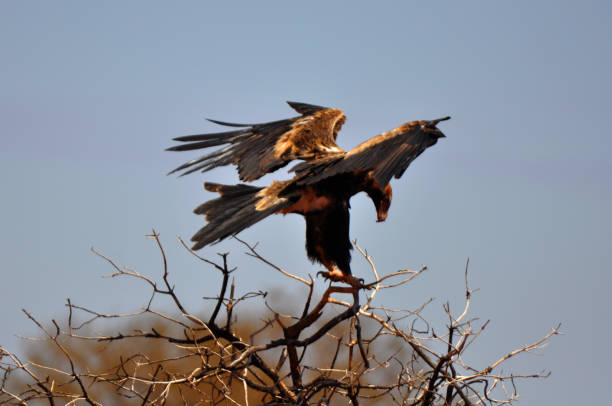 istock A wedged tailed eagle landing on a tree branch 1267594356