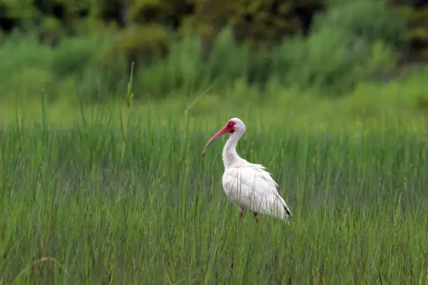 A lone White Ibis forages the grassy wetlands of the Rachel Carson Reserve near Beaufort, North Carolina.