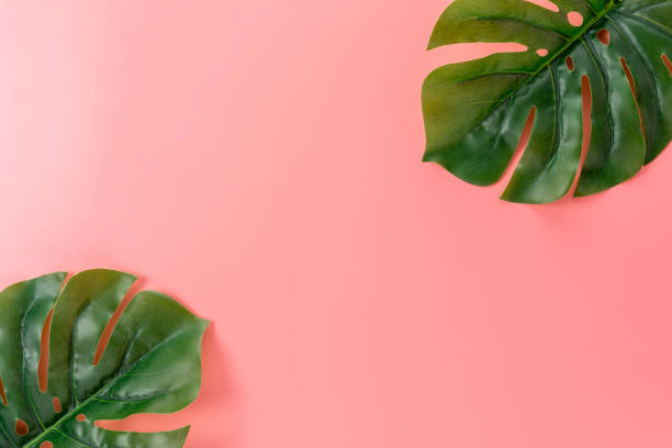 istock Palm tree leaves on pink background. Creative minimal summer concept. 1267594736