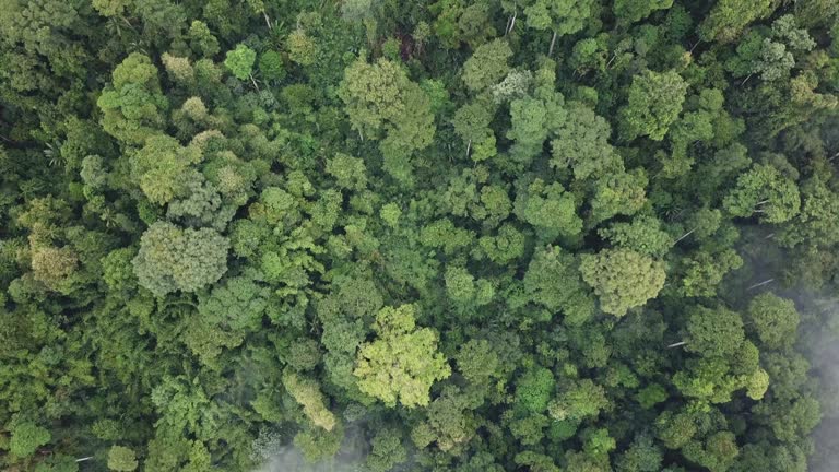 drone view tropical forest morning cameron highland