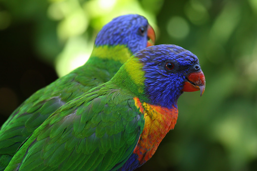 Close-up of two technicolour lorikeets.