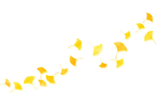 istock Illustration of Japanese ginkgo leaf on watercolor texture 1267598725