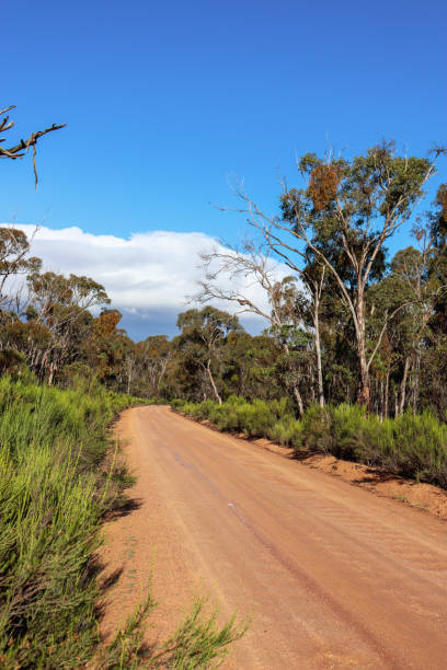 istock dirt road through natural bushland 1267599423