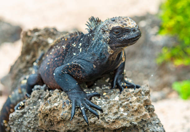 Marine iguana (Amblyrhynchus cristatus) portrait, Santa Cruz island, Galapagos national park, Ecuador.