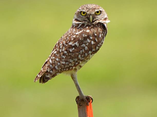 istock Burrowing Owl (Athene cunicularia) perched on a wood stake looking at the camera 1267602588