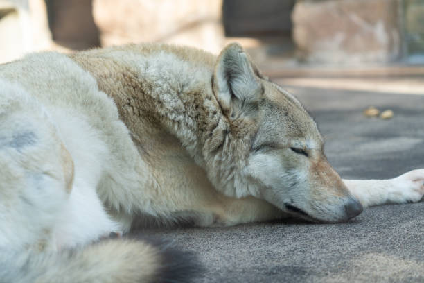 Tibetan wolf  (Chinese wolf) (Mongolian wolf) (Gray wolf)  in Japan