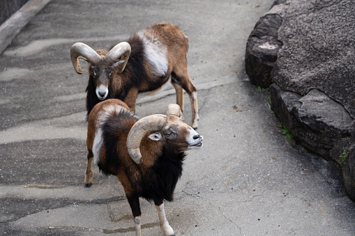 Mouflon (Ovis gmelini) in Japan