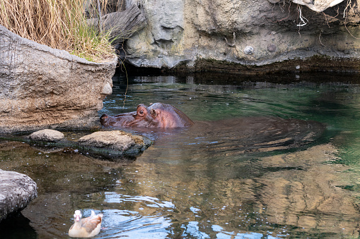 Hippos (Hippopotamus amphibius) in Japan