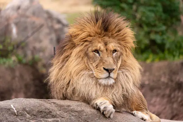 Photo of Lion in Japan