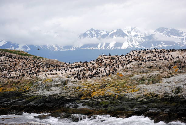 istock Cormorant colony near the Beagle Channel 1267605806
