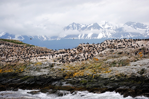 Cormorant colony near the Beagle Channel in Ushuaia, Tierra del Fuego Province, Argentina