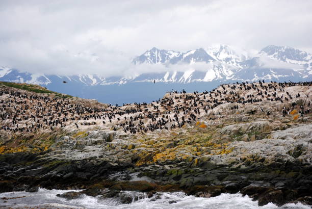 Cormorant colony near the Beagle Channel Cormorant colony near the Beagle Channel in Ushuaia, Tierra del Fuego Province, Argentina beagle channel photos stock pictures, royalty-free photos & images
