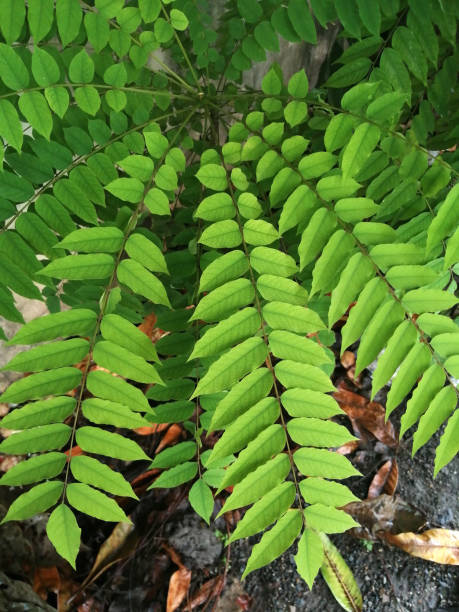 Close-up the beautiful green leaves stock photo