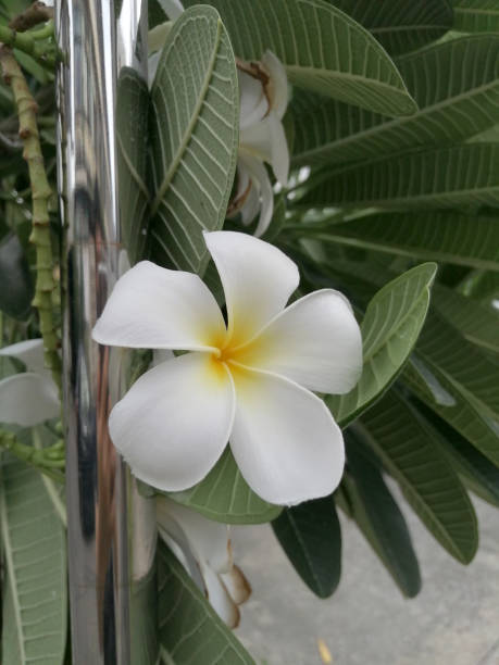 White flowers in the fence close. stock photo