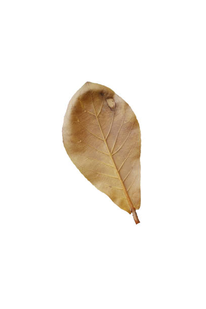 Dry leaves, the white background stock photo