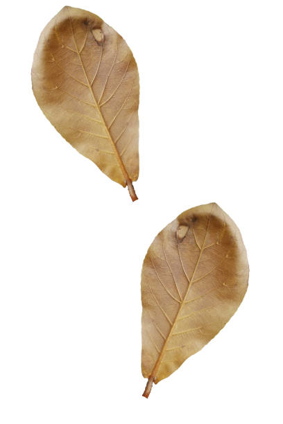 Dry leaves, the white background stock photo