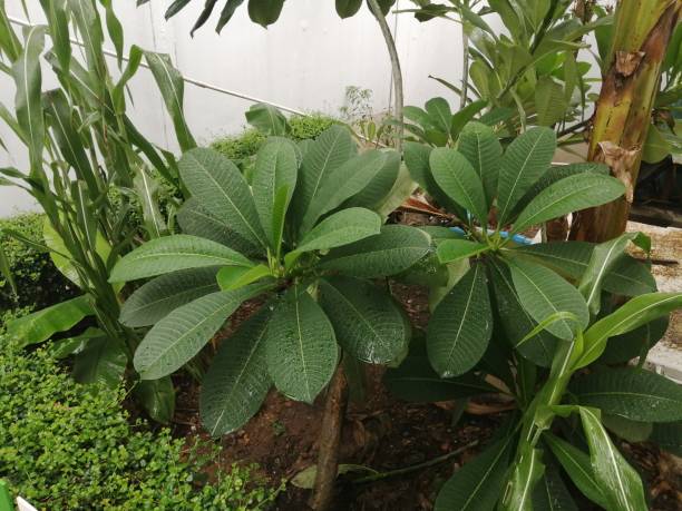 Wet green leaves in the garden close. stock photo