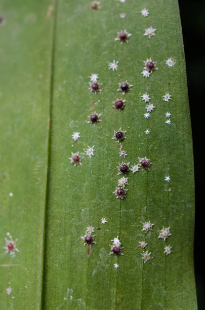 detail eines orchideenblattes, das mit schuppen befallen ist - scale insect stock-fotos und bilder