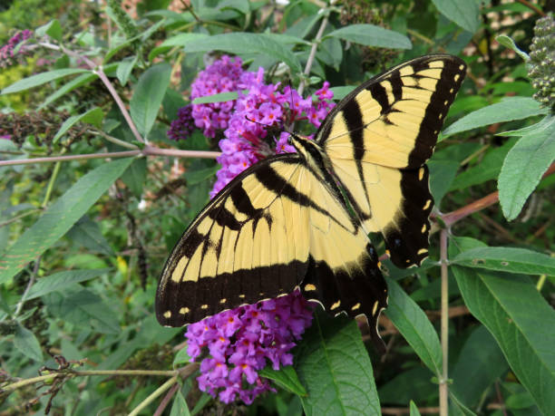 istock Swallowtail Butterfly Feeding on the Nectar 1267613839