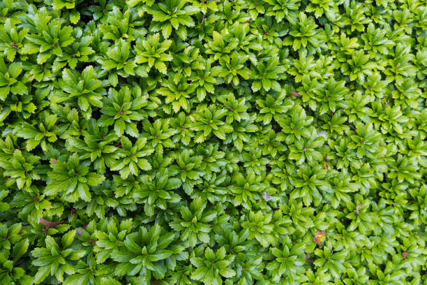 istock Green plants in a garden 1267618188