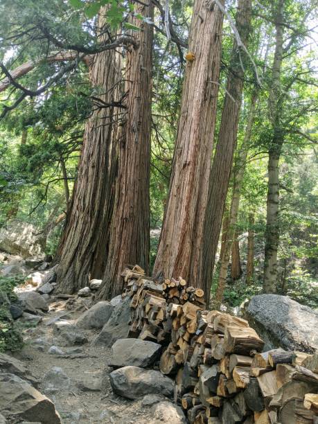 Incense Cedar Trees along the Ice House Canyon Trail Incense Cedar by the Ice House Canyon Trail in the San Gabriel Mountains, near Mount Baldy Village, California claremont california photos stock pictures, royalty-free photos & images
