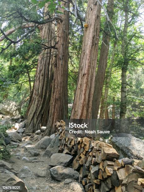 Incense Cedar Trees Along The Ice House Canyon Trail Stock Photo - Download Image Now