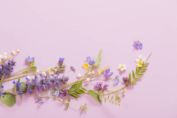 istock beautiful summer flowers on pink background 1267619709