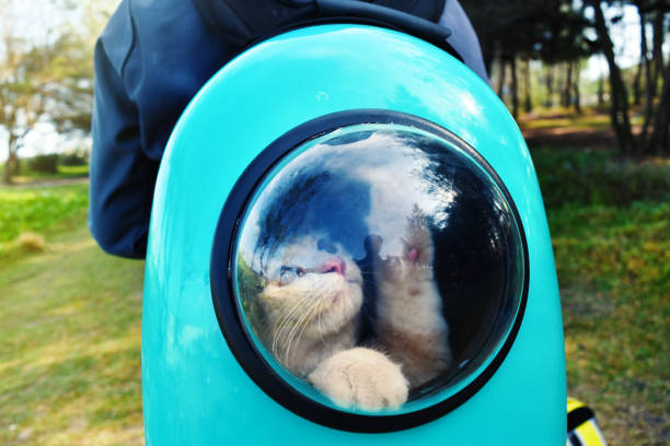 istock Backpack with with transparent window for a walk with cat, travelling with pets concept. 1267619722