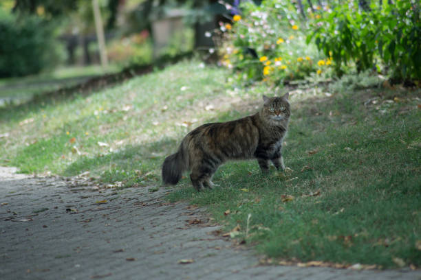 istock stripped cat in a public garden 1267620506