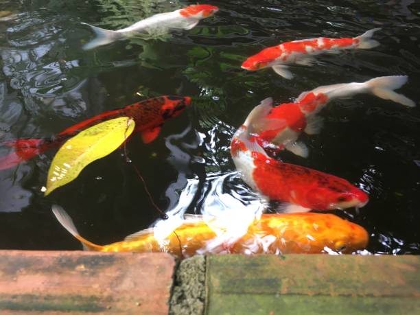 istock Carp fish in the pond 1267621275