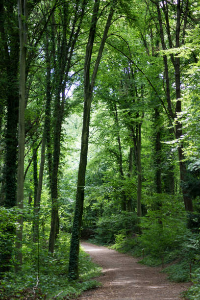 istock big trees in the forest by summer 1267621530