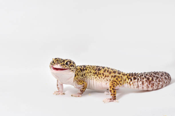 Leopard gecko isolated on white background stock photo
