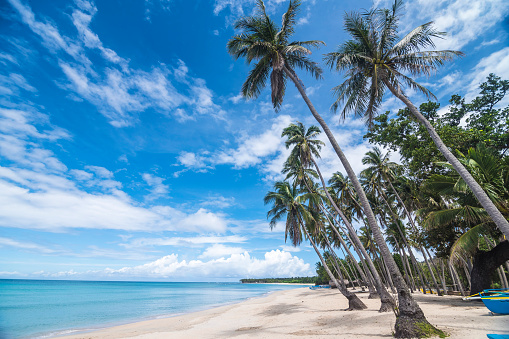 Vista de bajo ángulo de playa de arena blanca y palmeras de coco en la playa de Saud, Pagudpud, Filipinas. Hermoso clima soleado y escapada tropical. photo