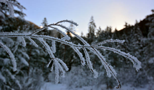 der gefrorene zweig des baumes nach der kalten nacht - winter landscape canada branch stock-fotos und bilder