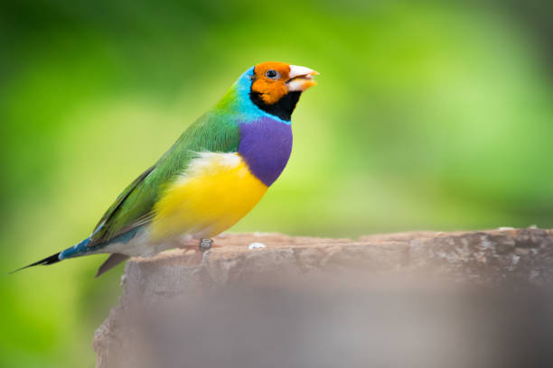 Colourful gouldian finch feeding A colourful Gouldian finch bird feeding on a seed in a garden gouldian finch stock pictures, royalty-free photos & images