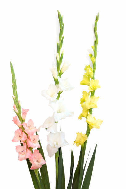 istock Flowers composition with beautiful gladiolus isolated on white background. 1267627756