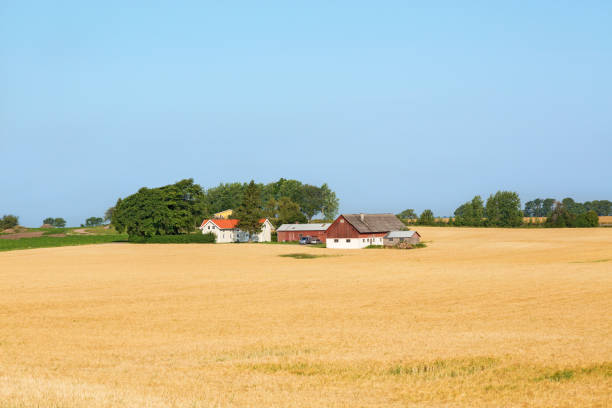 istock Farm in the cornfield in rural landscape 1267628617