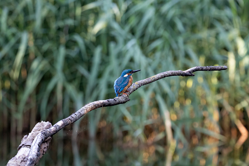Common kingfisher, Alcedo atthis. The bird sitting on a branch above the water while waiting for fish. With copy-space.