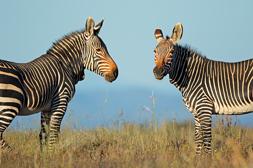 Cape mountain zebras (Equus zebra) in natural habitat, Mountain Zebra National Park, South Africa