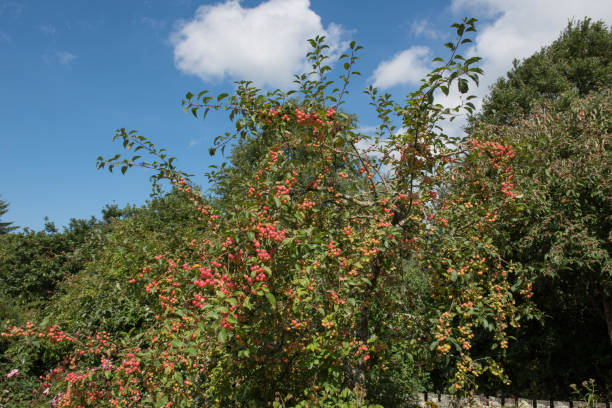 istock Autumn Bright Red Fruit on a Crab Apple Tree (Malus x robusta 'Red Sentinel') Growing in a Garden in Rural Devon, England, UK 1267631416