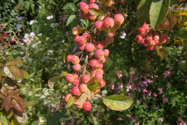 Autumn Bright Red Fruit on a Crab Apple Tree (Malus x robusta 'Red Sentinel') Growing in a Garden in Rural Devon, England, UK