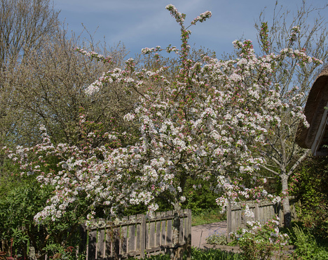 Malus x robusta is an Ornamental Deciduous Tree Bearing Crab Apple Fruit in Autumn