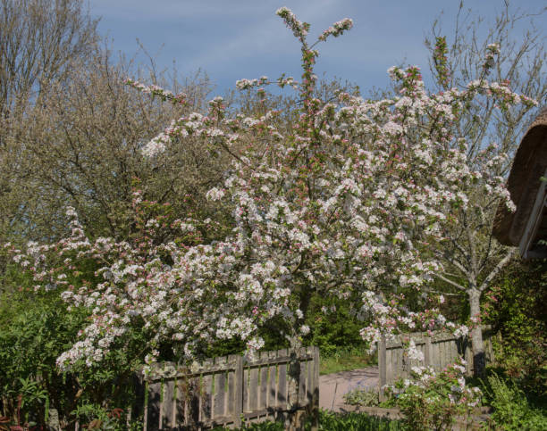 Spring Blossom on a Crab Apple Tree (Malus x robusta 'Red Sentinel') Growing in a Garden in Rural Devon, England, UK stock photo