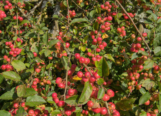 Autumn Bright Red Fruit on a Crab Apple Tree (Malus x robusta 'Red Sentinel') Growing in a Garden in Rural Devon, England, UK