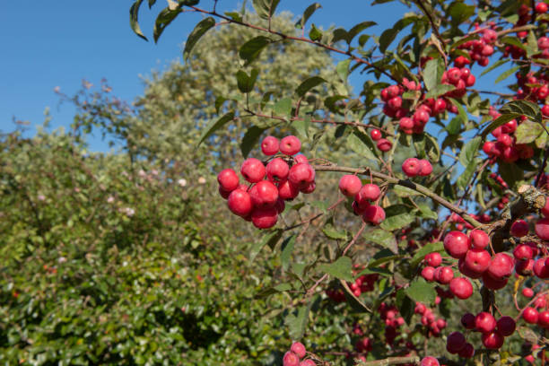 Autumn Bright Red Fruit on a Crab Apple Tree (Malus x robusta 'Red Sentinel') Growing in a Garden in Rural Devon, England, UK