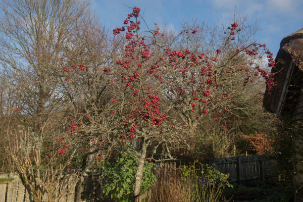Winter Bright Red Fruit on a Crab Apple Tree (Malus x robusta 'Red Sentinel') Growing in a Garden in Rural Devon, England, UK