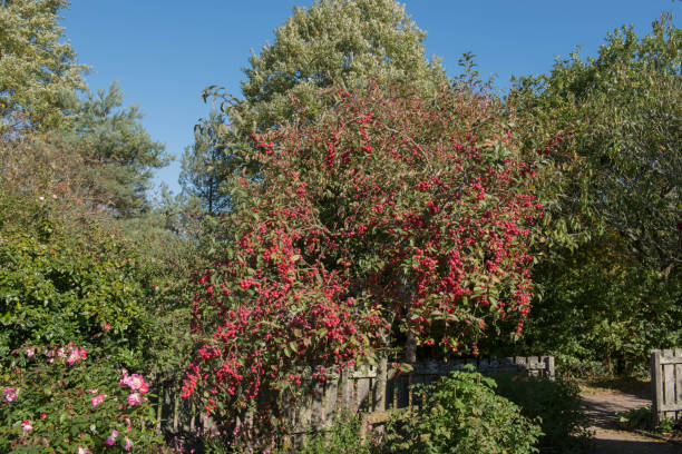 istock Autumn Bright Red Fruit on a Crab Apple Tree (Malus x robusta 'Red Sentinel') Growing in a Garden in Rural Devon, England, UK 1267631444